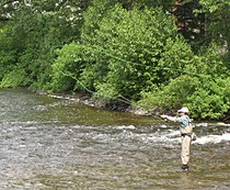 Rybár lososov na rieke Matapedia v Causapscal