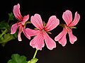 Pelargonium Peltatum.JPG