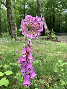 A foxglove with a peloric flower. (Digitalis purpurea 'monstrosa') Peloric Foxglove.jpg