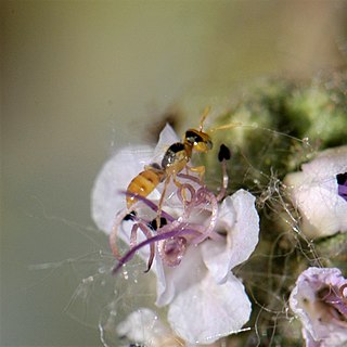 <i>Perdita marcialis</i> Species of bee