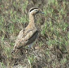 Peruvian thick-knee Peruvian Thick-knee (Burhinus superciliaris), crop.jpg