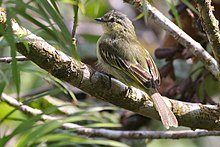 Tyrannulet پرو. jpg