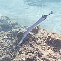 * Nomination Atlantic trumpetfish (Aulostomus strigosus), Teno-Rasca marine strip, Tenerife, Spain --Poco a poco 10:30, 6 June 2022 (UTC) * Promotion  Support Good quality. --Ermell 10:01, 12 June 2022 (UTC)