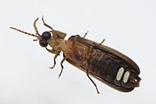 Blue ghost firefly, Phausis reticulata (Say, 1825), from eastern Kentucky Phausis Kentucky ventral.jpg