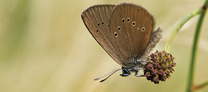 Dunkler Wiesenknopf-Ameisenbläuling