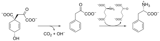 File:Phenylalanine biosynthesis.svg