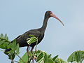 Bare-faced ibis