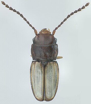 Phloeolaemus