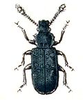 Miniatura para Phloeostichidae