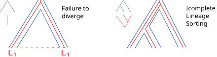 Failure to diverge and Incomplete Lineage Sorting are two population level events resulting in a particular reconciliation pattern. Phylogenetic reconciliation ftd ils.svg