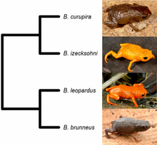 Phylogenetic relationship of four pumpkin toadlet species showing that colours alone are not a good indicator of relatedness Phylogenetic relationships between Brachycephalus curupira and closely related species.png