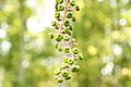 Immature fruit; Black Rock Mountain State Park, Georgia