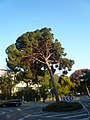 Català: Pi pinyer. c. Bosch i Gimpera /c. Cardenal Vives i Tutó. Les Corts (Barcelona). ca:Pinus pinea. This is a a photo of a protected or outstanding tree in Catalonia, Spain, with id: MA-080193/0111-04-96 Object location 41° 23′ 37.35″ N, 2° 07′ 06.46″ E  View all coordinates using: OpenStreetMap