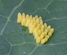 Eggs of the large white on underside of cauliflower leaf Pieris brassicae eggs, groot koolwitje eitjes (2).jpg