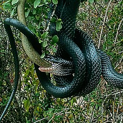 Zwarte slang turkije