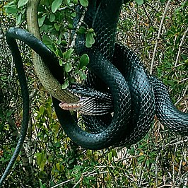 Zwarte slang turkije
