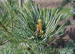 Pinus-parviflora-close.JPG