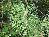 Pinus resinosa, or red pine.