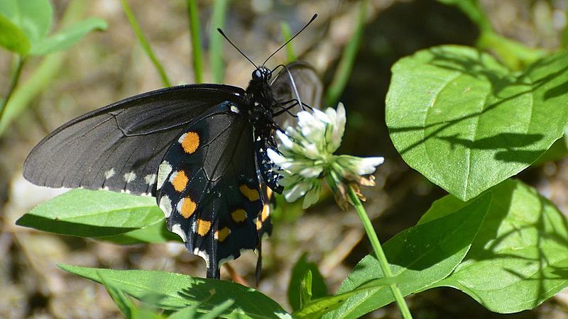 File:Pipevine Swallowtail - butterfly (9168832805).jpg