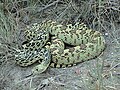 Bull Snake, Pituophis catenifer sayi