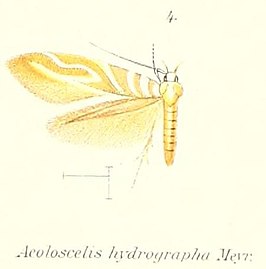 Aeoloscelis hydrographa