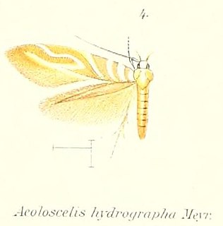 <i>Isorrhoa</i> Genus of moths