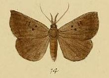 Pl. 3-14-Hypena saltalis Schaus & Clements, 1893.JPG