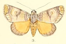 Pl. 5-03-Antitrisuloides catocalina (Moore, 1882) (Tambana) .JPG