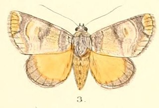 <i>Antitrisuloides</i> Genus of moths