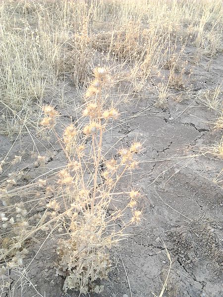 File:Plant in Kurdistan, Iraq 02.jpg