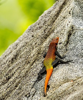 <span class="mw-page-title-main">Emperor flat lizard</span> Species of lizard