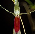 Platystele hirtzii Labellum