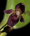 Pleurothallis solium