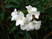 Plumeria pudica Sứ hỏa tiễn