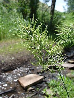 <i>Poa bulbosa</i> species of plant