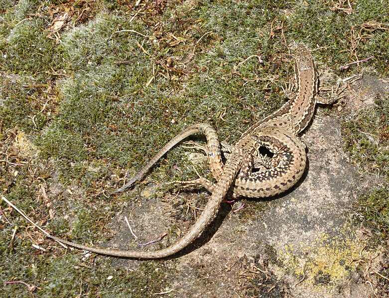 File:Podarcis muralis in copula.JPG