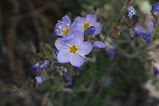 Polemonium boreale