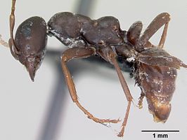 Polyergus nigerrimus