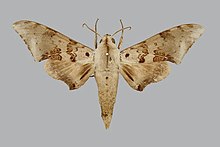 Polyptychus murinus BMNHE270537 male up.jpg