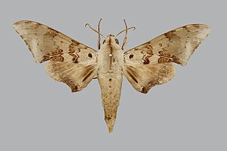 <i>Polyptychus murinus</i> Species of moth