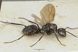 Polyrhachis rossi