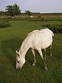 Ponies grazing on dried-out wet heathland, Dibden Bottom