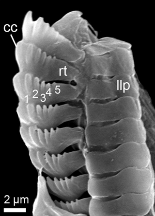 <i>Pontohedyle verrucosa</i> Species of gastropod