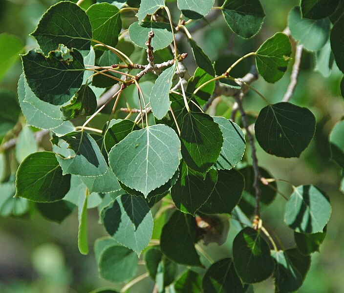 File:Populus tremuloides (quaking aspen) (Rocky Mountains National Park, Colorado, USA) 5 (15604763758).jpg