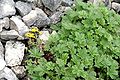 Potentilla crantzii ENBLA02.JPG