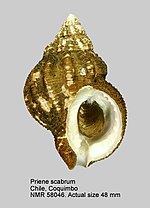 Thumbnail for Priene (gastropod)