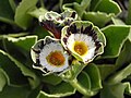 Primula ×pubescens 'Karen Cordrey'