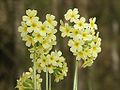 (Primula elatior)