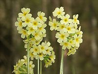 Primula elatior