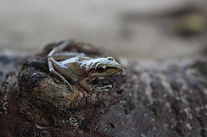 Descrierea imaginii Pristimantis ramagii.jpg.